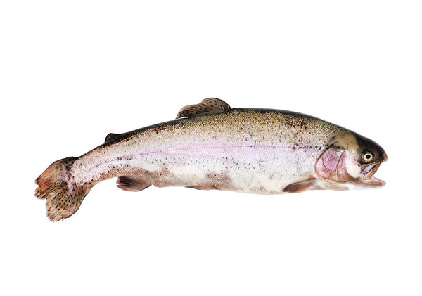 Trout fish isolated on white background. Side view.