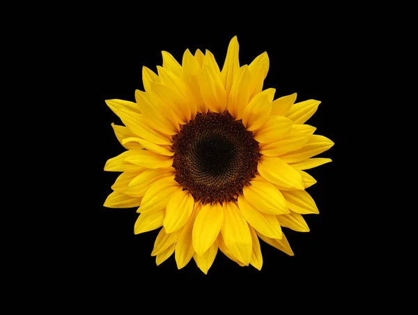 Siyah arka planda izole edilmiş ayçiçeği. Helianthus. Tebrik kartı.