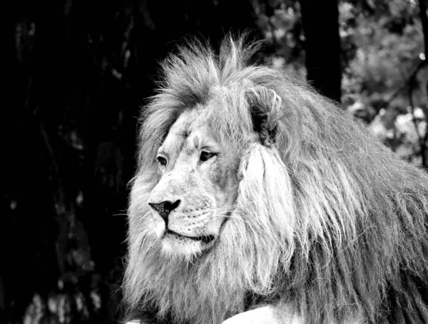 Portrait Lion Panthera Leo Couleurs Noir Blanc — Photo