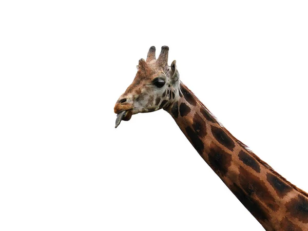 Portrait Une Girafe Qui Sort Langue Isolée Sur Fond Blanc — Photo