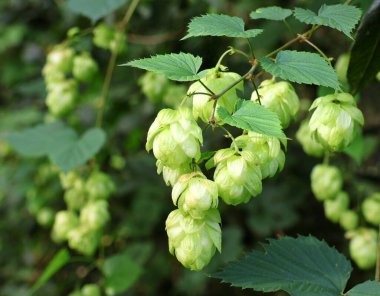 Zıplayan bitkiler doğal ortamlarında. Humulus lupulus.