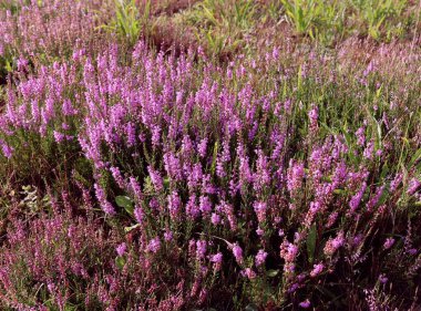 Doğal ortamda pembe funda bitkileri. Calluna vulgaris..