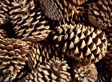 Birçok çam kozalağı tepede. Arkaplan.