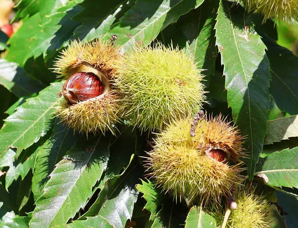 Sweet chestnuts in a husk on a chestnut tree. Castanea sativa.