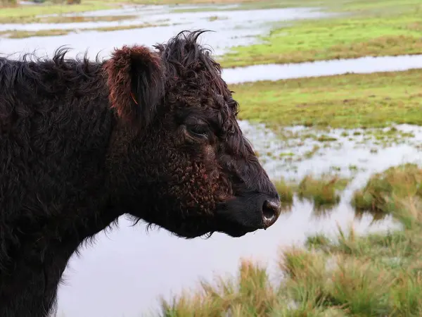 Yakın plan Galloway bifteği. Kahverengi kıvırcık paltolu bir ineğin portresi. Arka planda su basmış çayır.