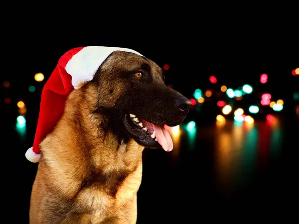 Noel köpeği, arka planda Noel ışıklarıyla izole edilmiş. Noel Baba şapkalı Malinois.