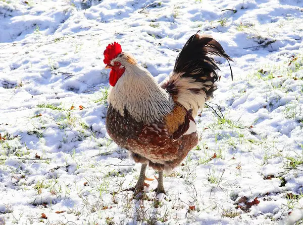 Colorful rooster in the snow. Male chicken.
