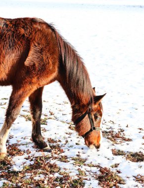 Kahverengi at karlı bir çayırda otları yiyor..