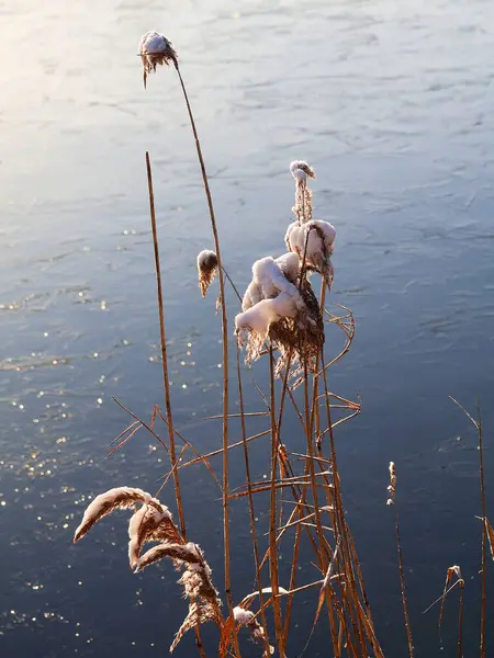 Snow-covered reeds in front of a frozen waterfront. Nature in winter.