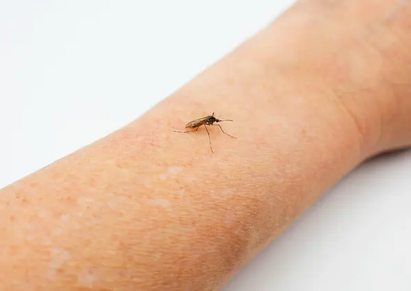 Sivrisinek bir insanın kolunda oturur..