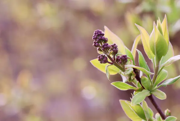 Mor bir çiçeğin çiçeği. Şırınga. Kopya alanı ile başsağlığı kartı.