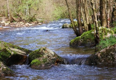 Ardennes 'te akan nehir. Nehir Warche Malmedy, Belçika.