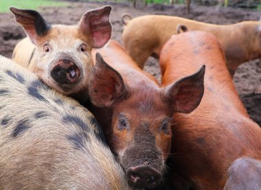 Meraklı domuzlar. Genç domuzlar yakın planda. Seçici odak.