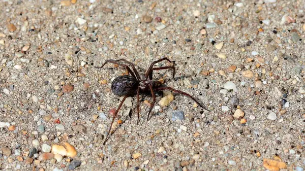  Beton arka planda bir ev örümceği.