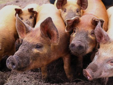  Meraklı domuzlar. Genç domuzlar doğal ortamlarında. Sığır yetiştiriciliği.