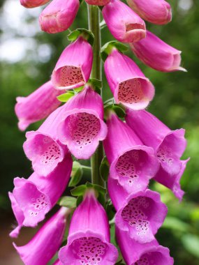 Yüksükotu yakın planda. Digitalis. Pembe çiçek doğada.