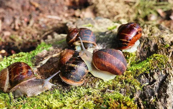 Salyangozlar doğal ortamlarında. Üzüm bağı salyangozları.