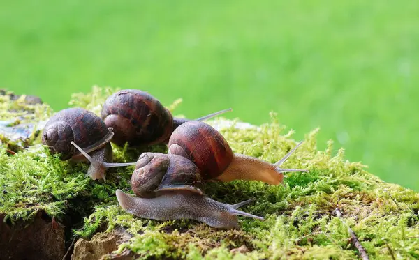 Doğadaki üzüm salyangozları. Helix pomatia.