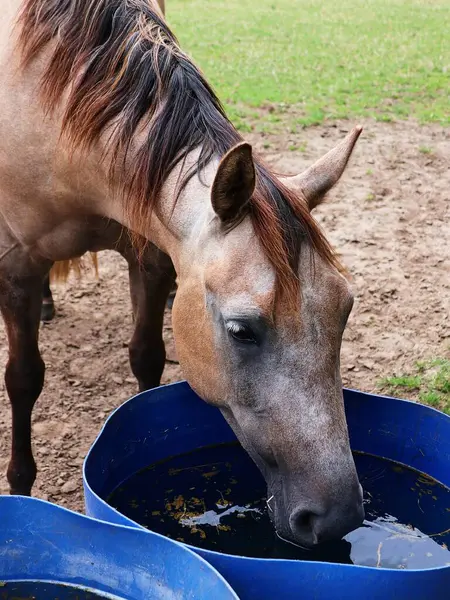 stock image Horse is drinking the water. Portrait.