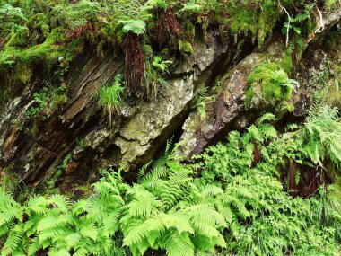 Ferns and rocks in natural environment in Ardennes. Natural background in Jalhay in Belgium. clipart