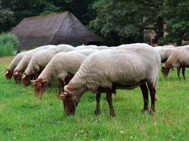 Arka arkaya koyun otlatıyorum. Ardennes Tilki Kafaları. Seçici odak.