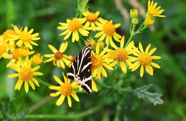 Sarı bir pagwort çiçeğinin üzerinde İspanyol kelebeği (Euplagia kuadripunctaria). Nadir bir kelebek.
