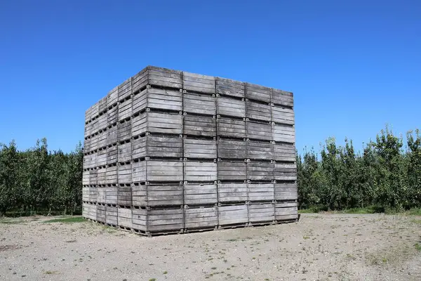 Meyve yetiştirmek için tahta sandıklar. Arka plandaki armut ağaçlarında. Haspengouw 'daki meyve bölgesi, Sint-Truiden.