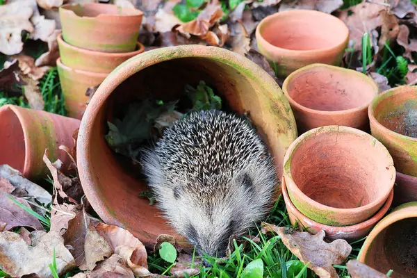 Bahçedeki genç kirpi, yaşlı terracotta saksı ve yapraklarının arasında..
