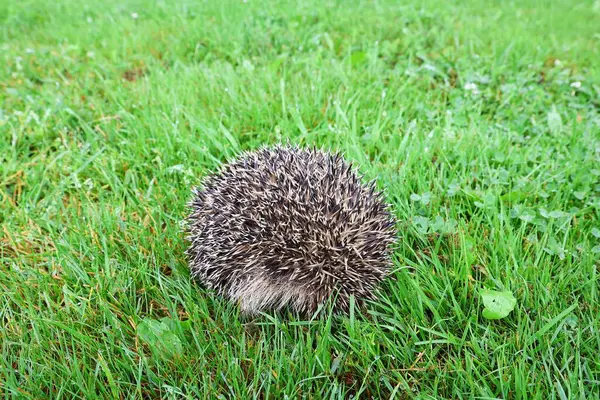 Çimenlerde kıvrılmış kirpi. Kirpi kendini tehlikeden korur..