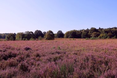 Mechelse Heide. Hoge Kempen Ulusal Parkı Maasmechelen, Belçika.