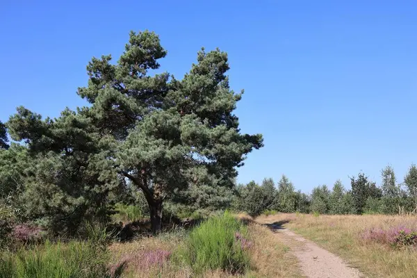 Mechelse Heide, Hoge Kempen Ulusal Parkı. Maasmechelen, Belçika 'da manzara.