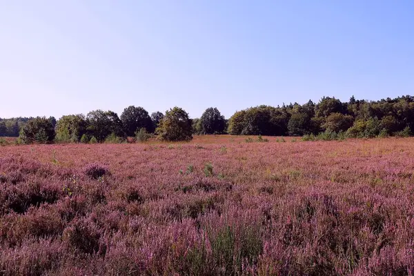 Mechelse Heide. Hoge Kempen Ulusal Parkı Maasmechelen, Belçika.
