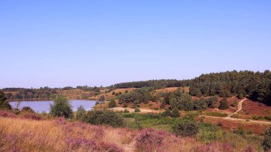  Belçika, Maasmechelen 'deki Mechelse Heide' ın panoramik manzarası. Hoge Kempen Milli Parkı.