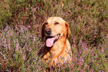 Labrador av köpeği çalıların arasında oturur..