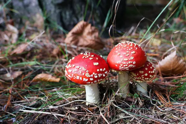 Doğal ortamında güzel bir sineklik. Amanita muscaria. Seçici odak.