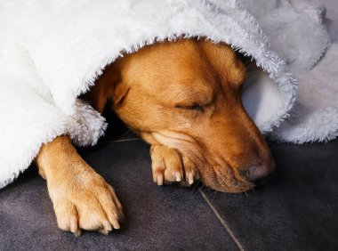 Uyuyan labrador av köpeği sıcak bir battaniyenin altında yatıyor. Havai fişek korkusu için güvenlik ve güvenlik kavramı. Kışın soğuk günlerinde sıcaklık.