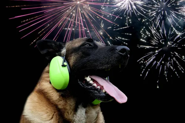  Siyah bir arka plan önünde havai fişeklerle kulaklık takan gürültü yapan bir köpeğin portresi. Yeni yılı ve havai fişeklerden korkan hayvanları düşünün..