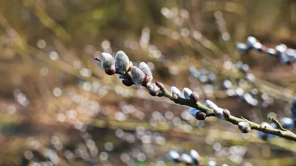 Pussy willow on a willow branch in close-up. Salix.