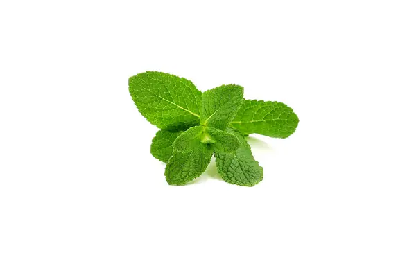 Beyaz arka planda izole edilmiş taze Fas nanesi. Mentha.