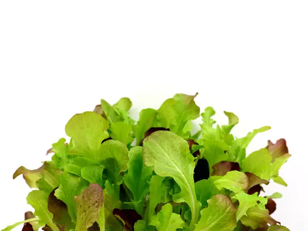 Beyaz arka planda taze marul. Marul topla. Kopya alanı olan genç sebzeler.