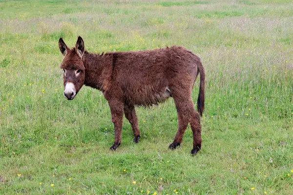 Genç kahverengi eşek çayırda duruyor..