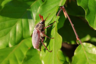 Cockchafer (Melolontha) bir kayın çitinin (Fagus) yaprakları üzerinde sürünür. Seçici odak.