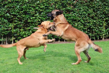  Dövüşçü köpekler. Labrador Retriever Malinois 'e karşı.