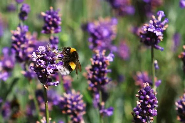 Bir yabanarısı (Bombus terrestris) lavanta çiçeğinden nektar toplar (Lavandula).).