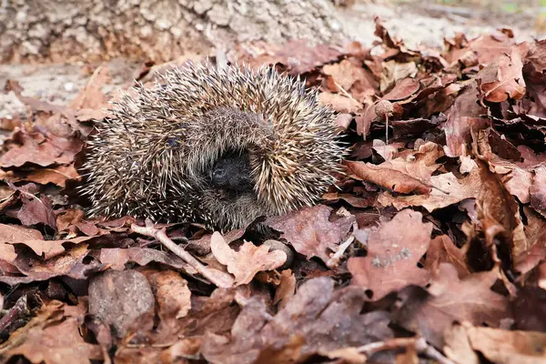  Topun içine kıvrılmış bir kirpi sonbahar yapraklarının arasında uzanıyor. Seçici odaklanma. Erinaceus europaeus.