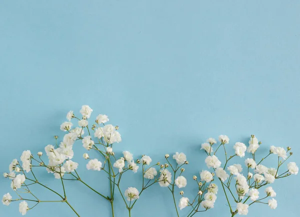 Spring natural white flowers flat lay composition on blue pastel background. Minimal flat design.