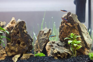 Ejderha taşlı ev akvaryumu