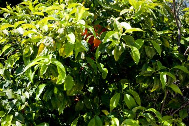 Bahçedeki portakal ağacı