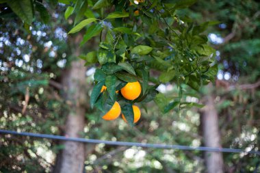 Bahçedeki portakal ağacı