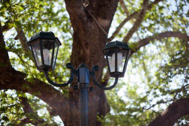 Eski ağacın arka planında sokak lambası